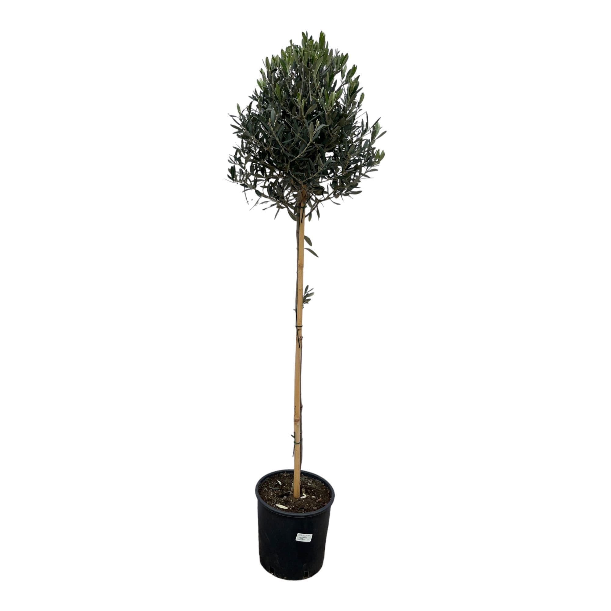 Olea Europaea stam - 160cm
