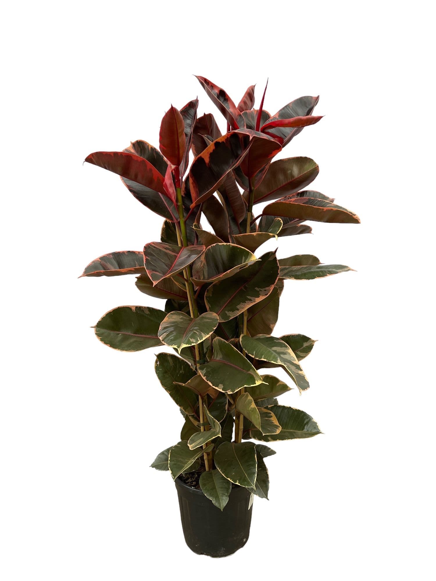 Ficus Elastica Belize Toef - 140cm - 3PP