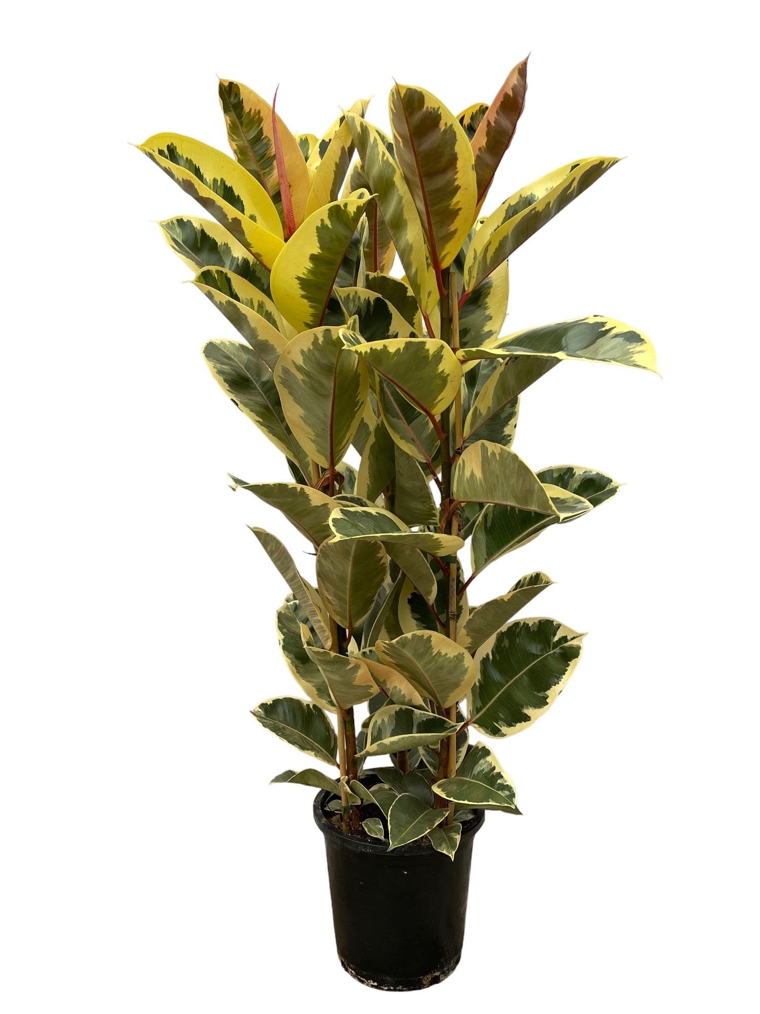 Ficus elastica 'Tineke' toef - 140cm - 3PP