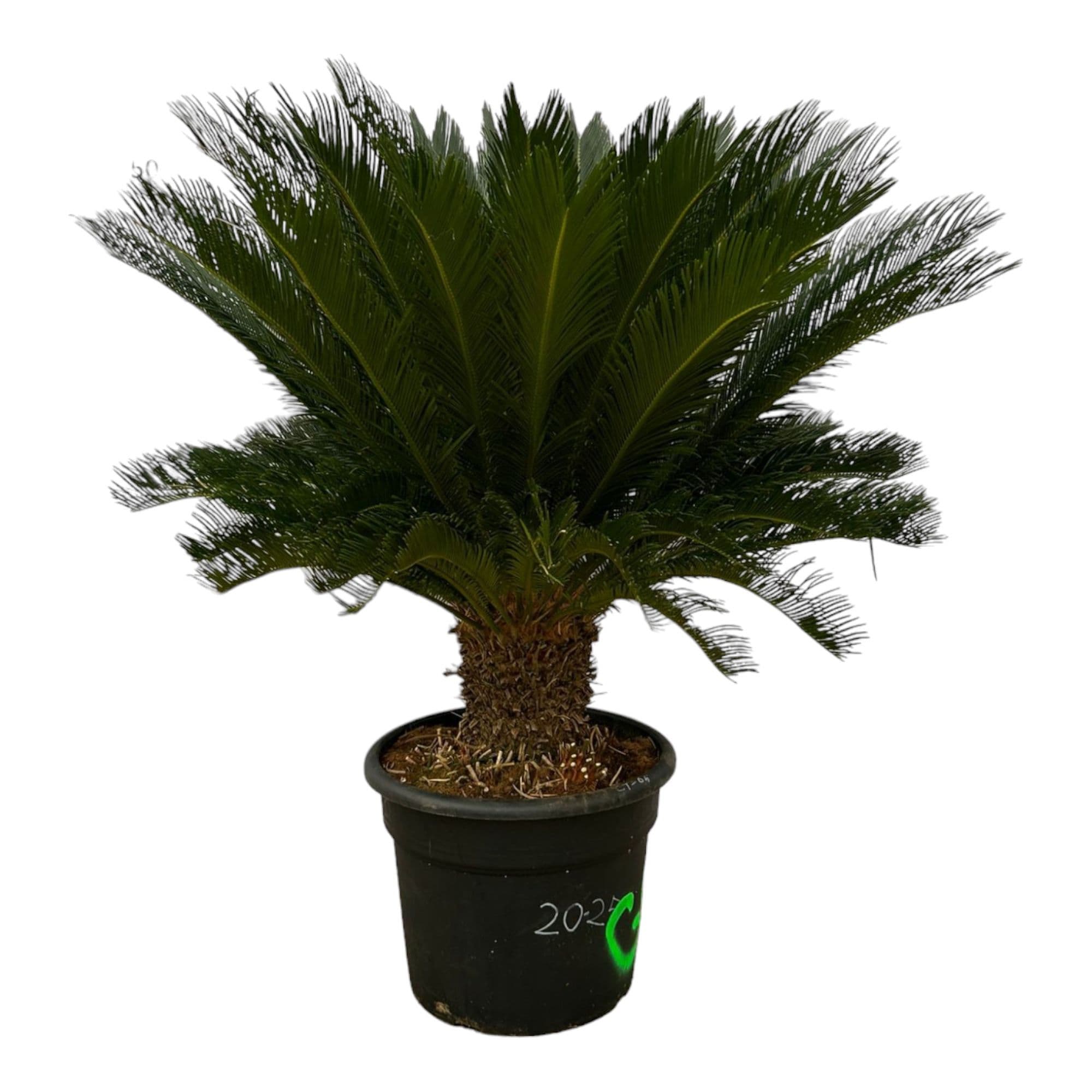 Cycas Revoluta - 140cm