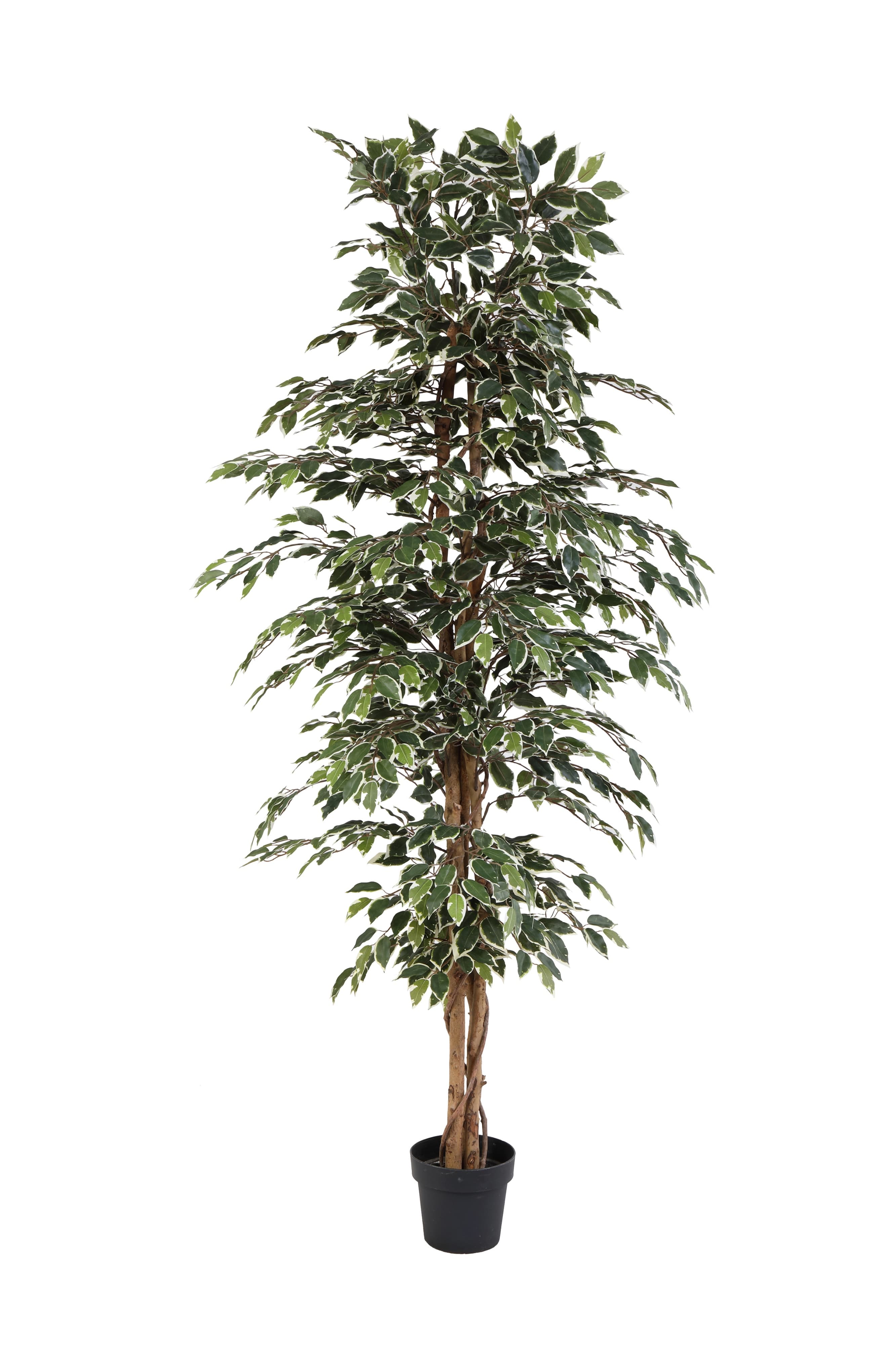ARTIFICIAL Ficus Benjamina Variegata - 205cm