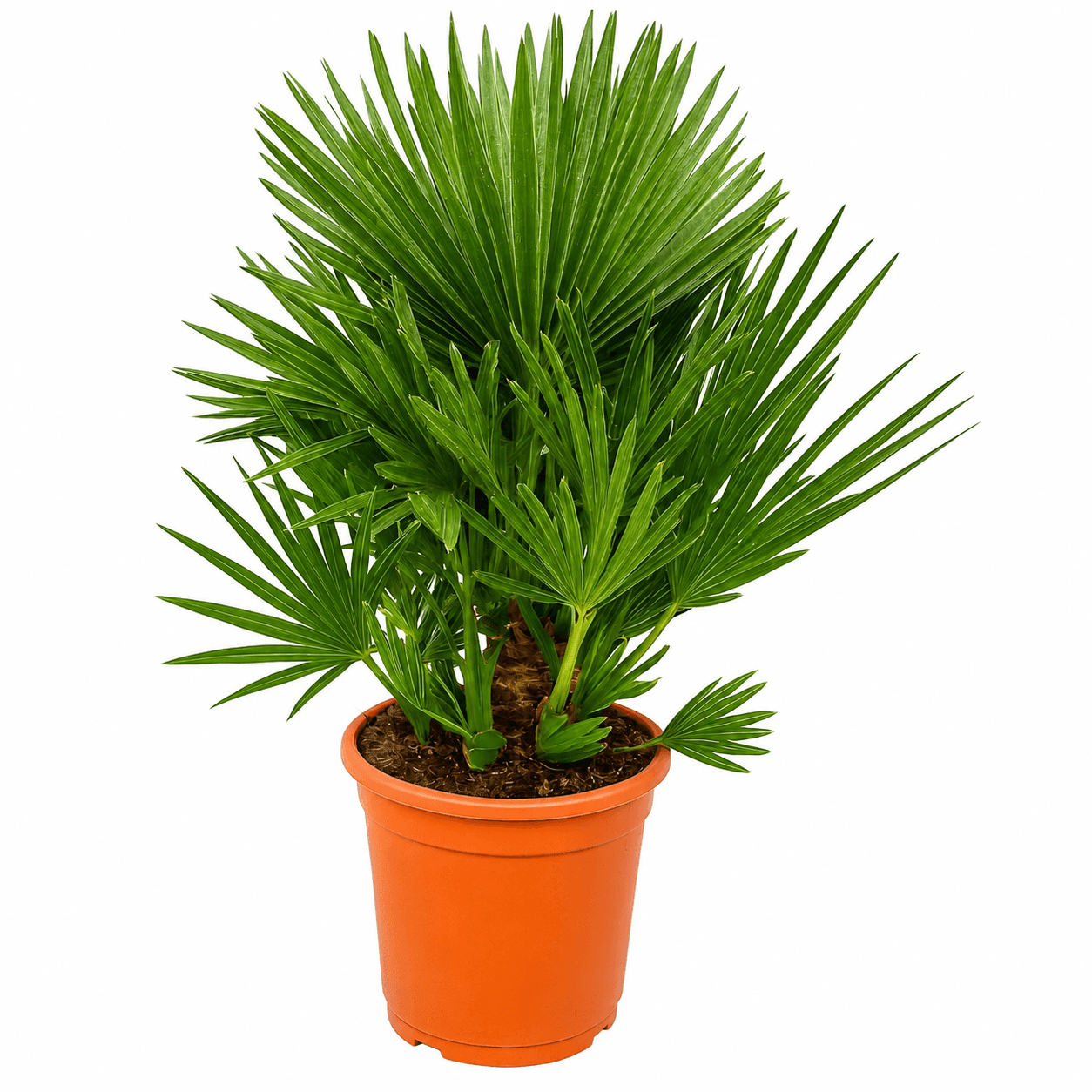 Chamaerops Humilis Vulcano - 100cm