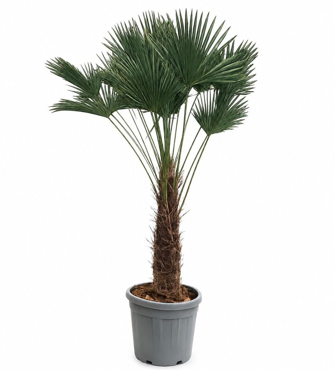 Trachycarpus Wagnerianus - 180cm