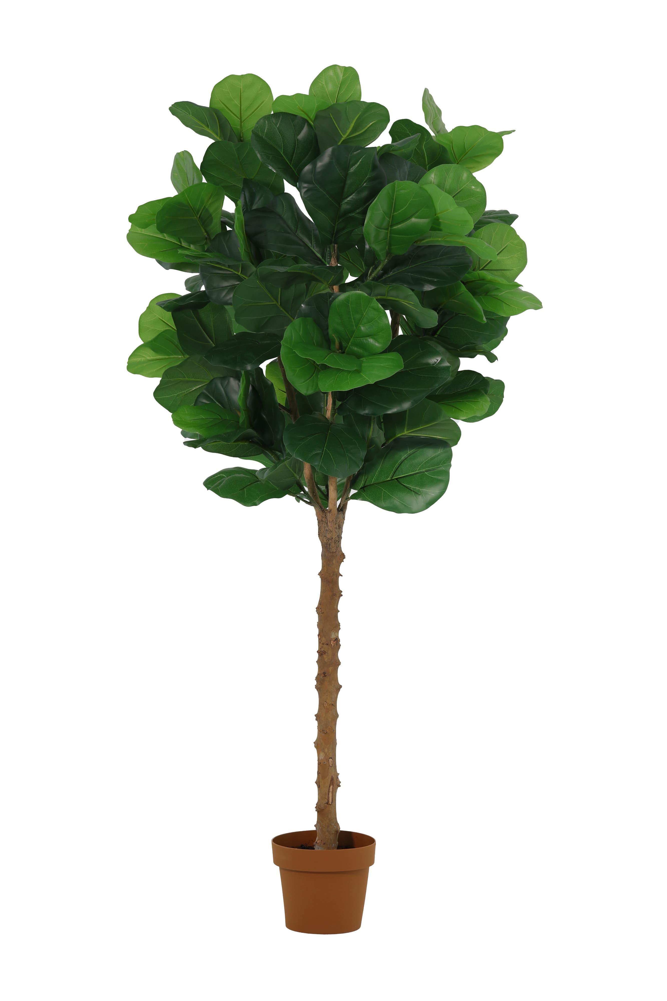 ARTIFICIAL Ficus Lyrata tree - 160cm (REAL WOOD)