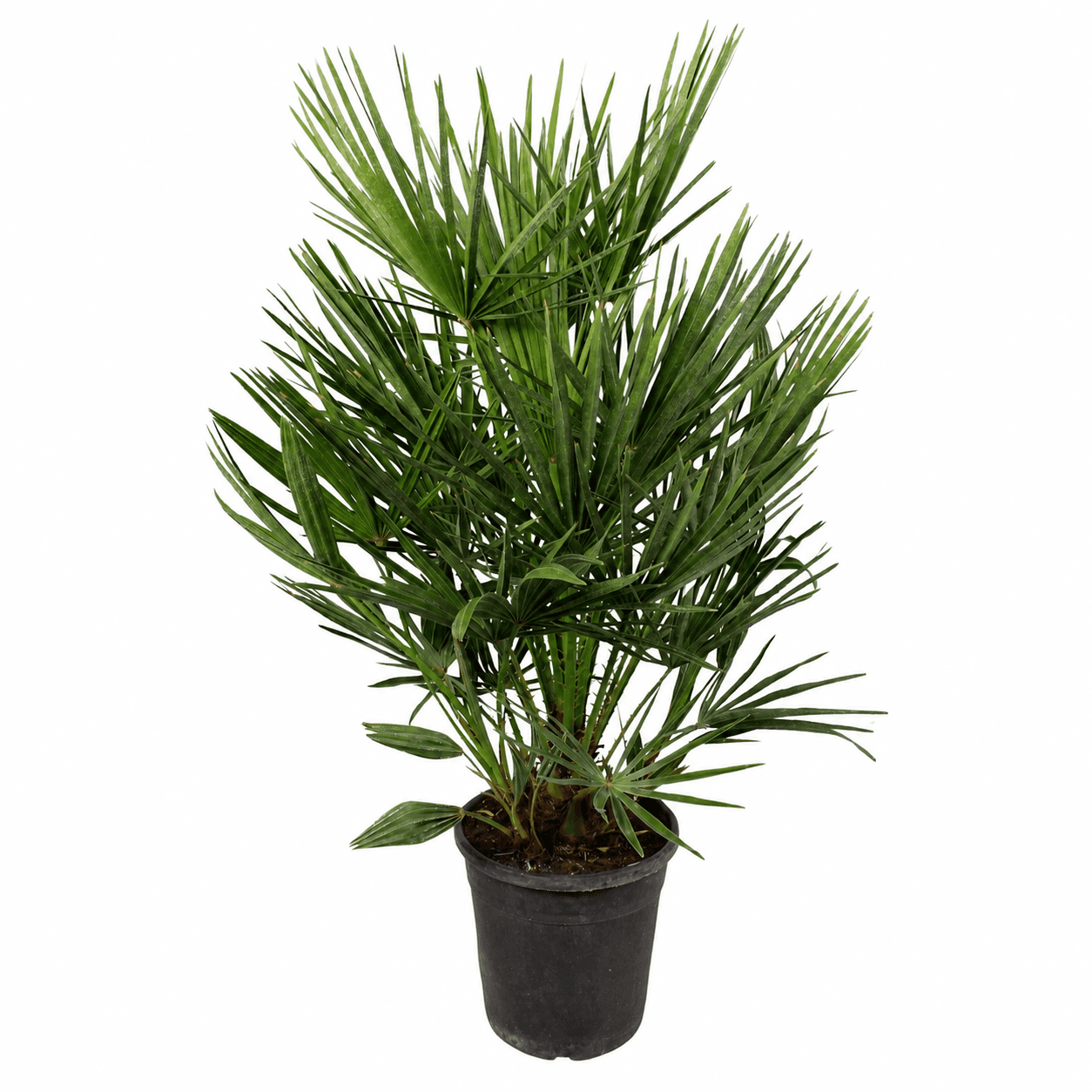 Chamaerops Humilis - 100 cm