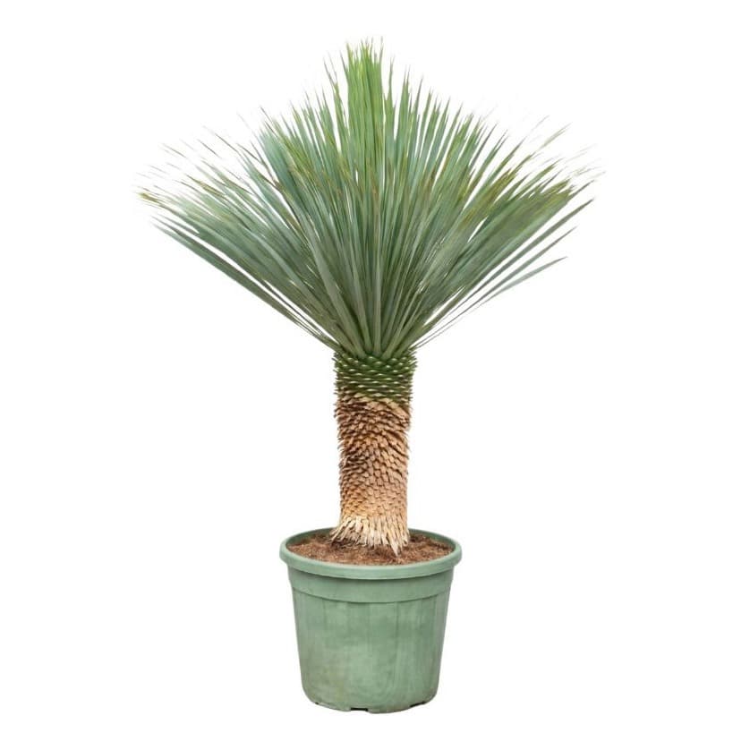 Yucca Rostrata - 160cm
