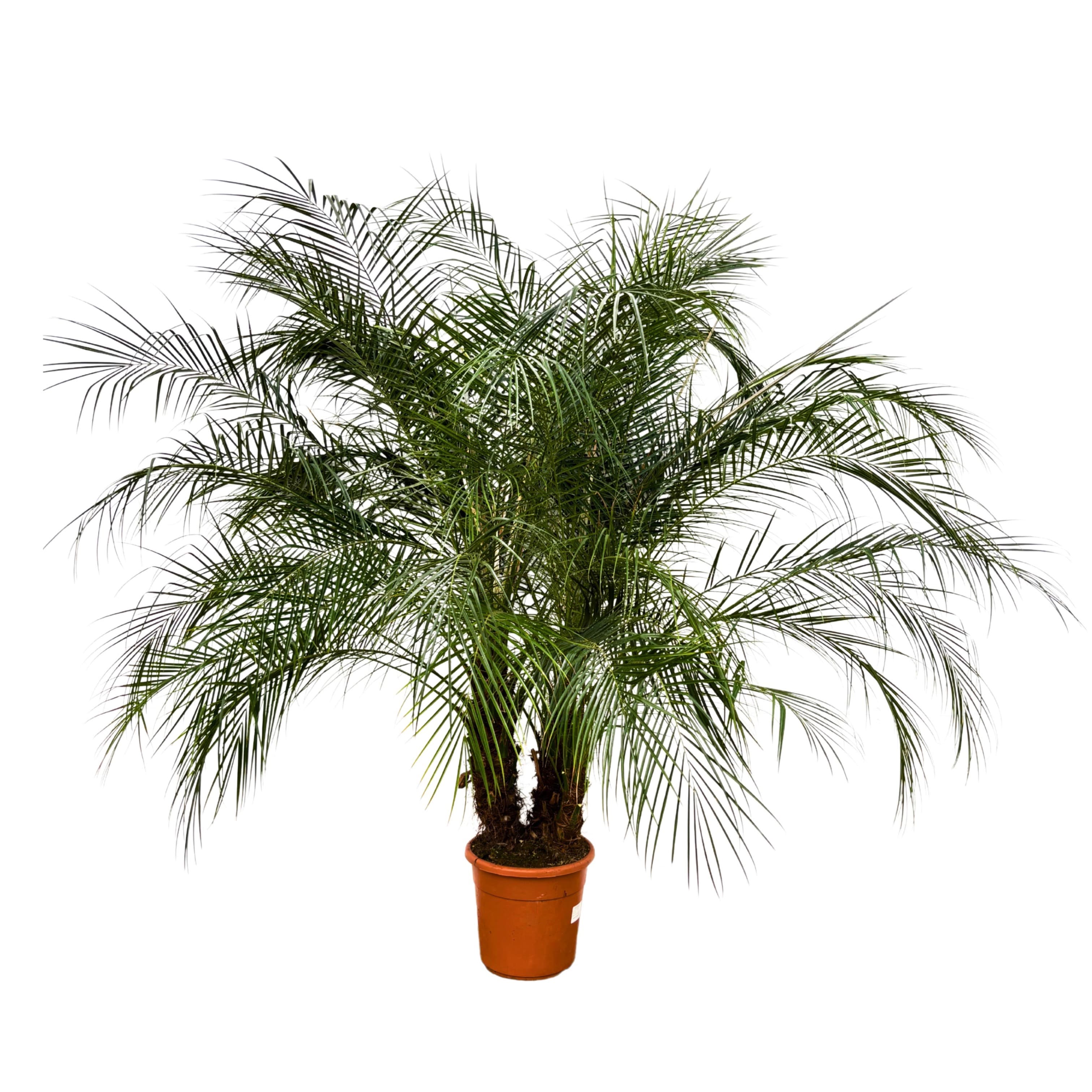 Phoenix Roebelenii multistam - 190cm