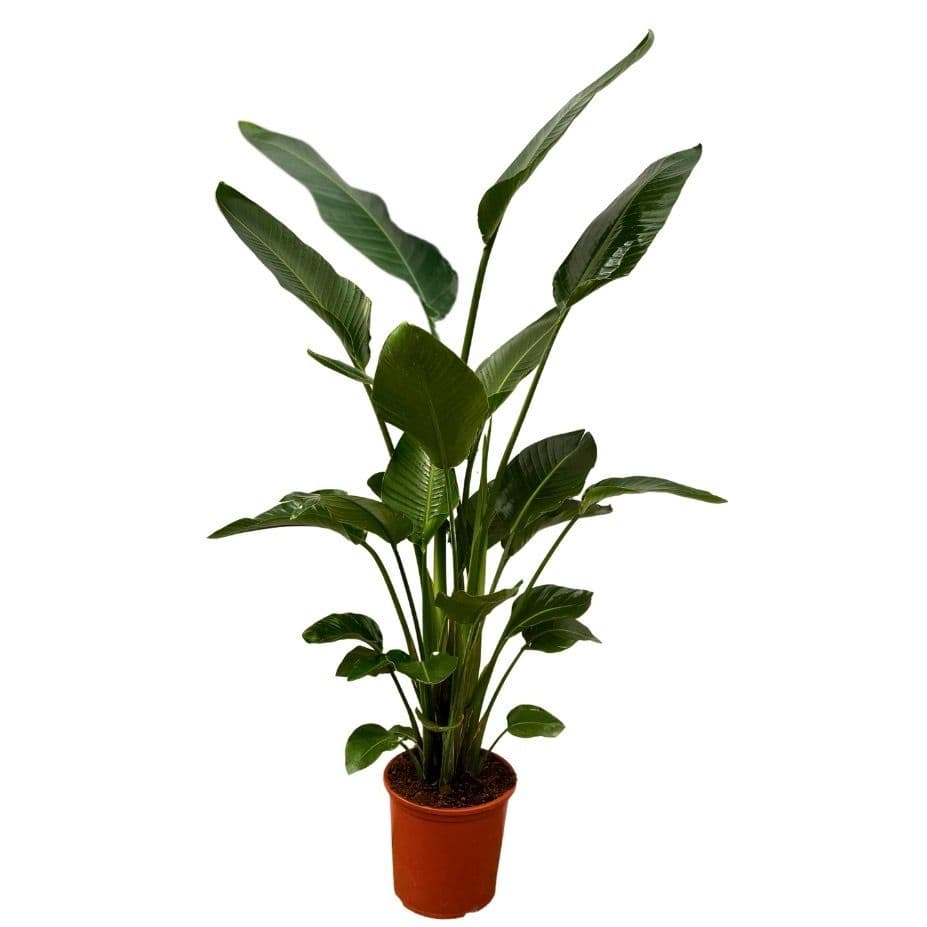 Strelitzia Nicolai - 200cm