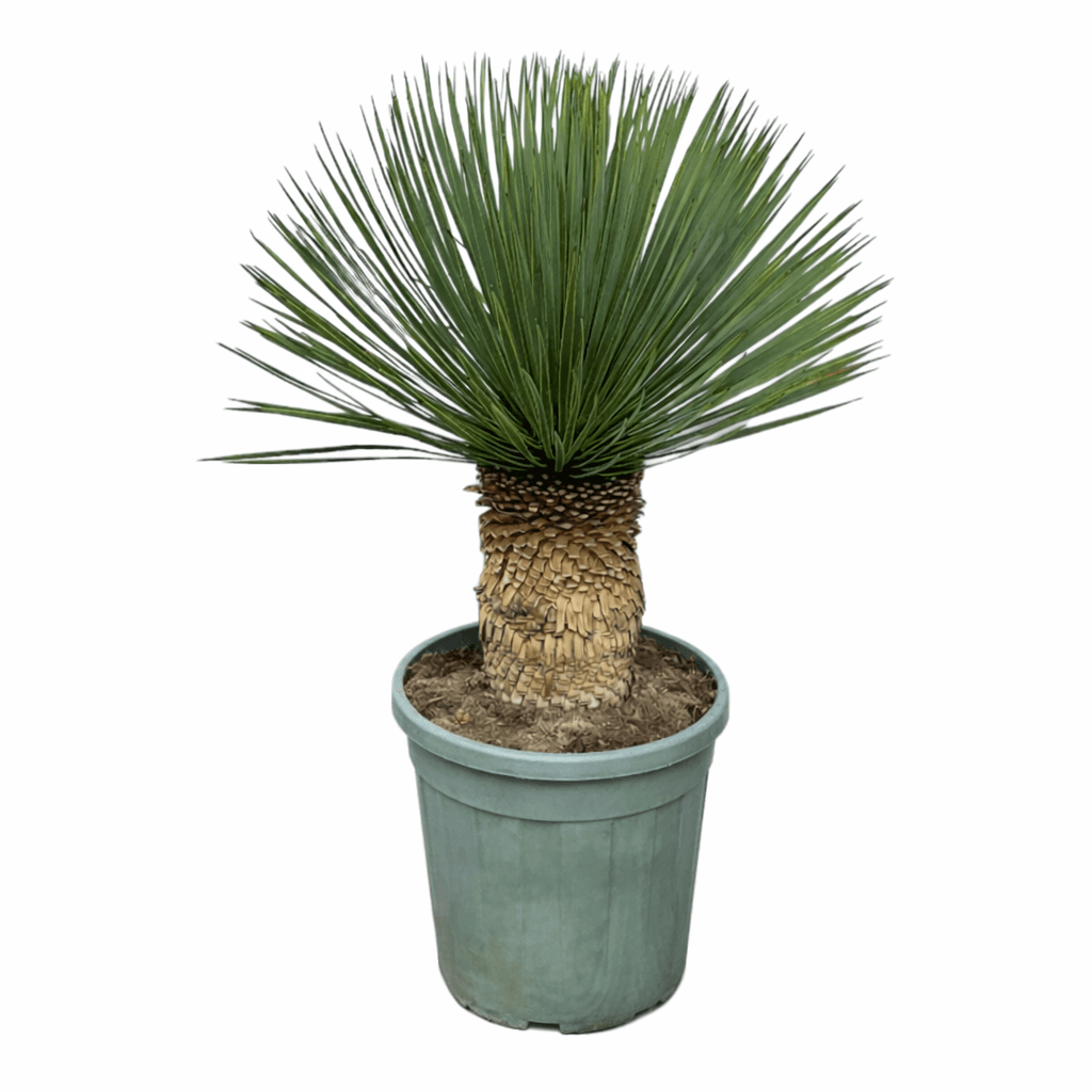 Yucca Rostrata - 100cm