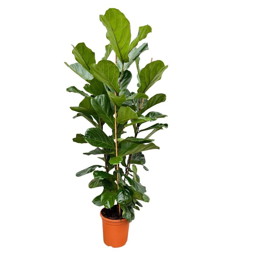 Ficus Lyrata toef - 170cm - 3PP