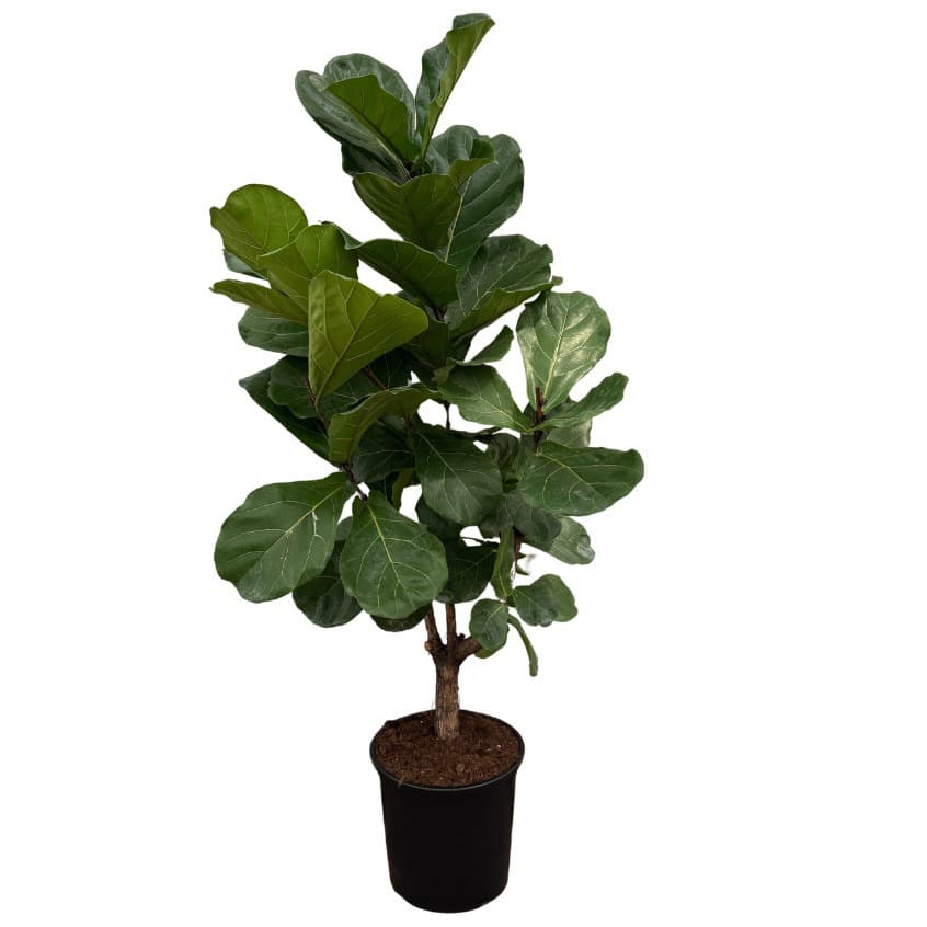 Ficus Lyrata vertakt - 160cm