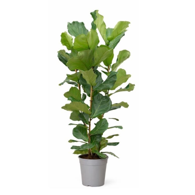 Ficus Lyrata toef - 150cm - 2PP