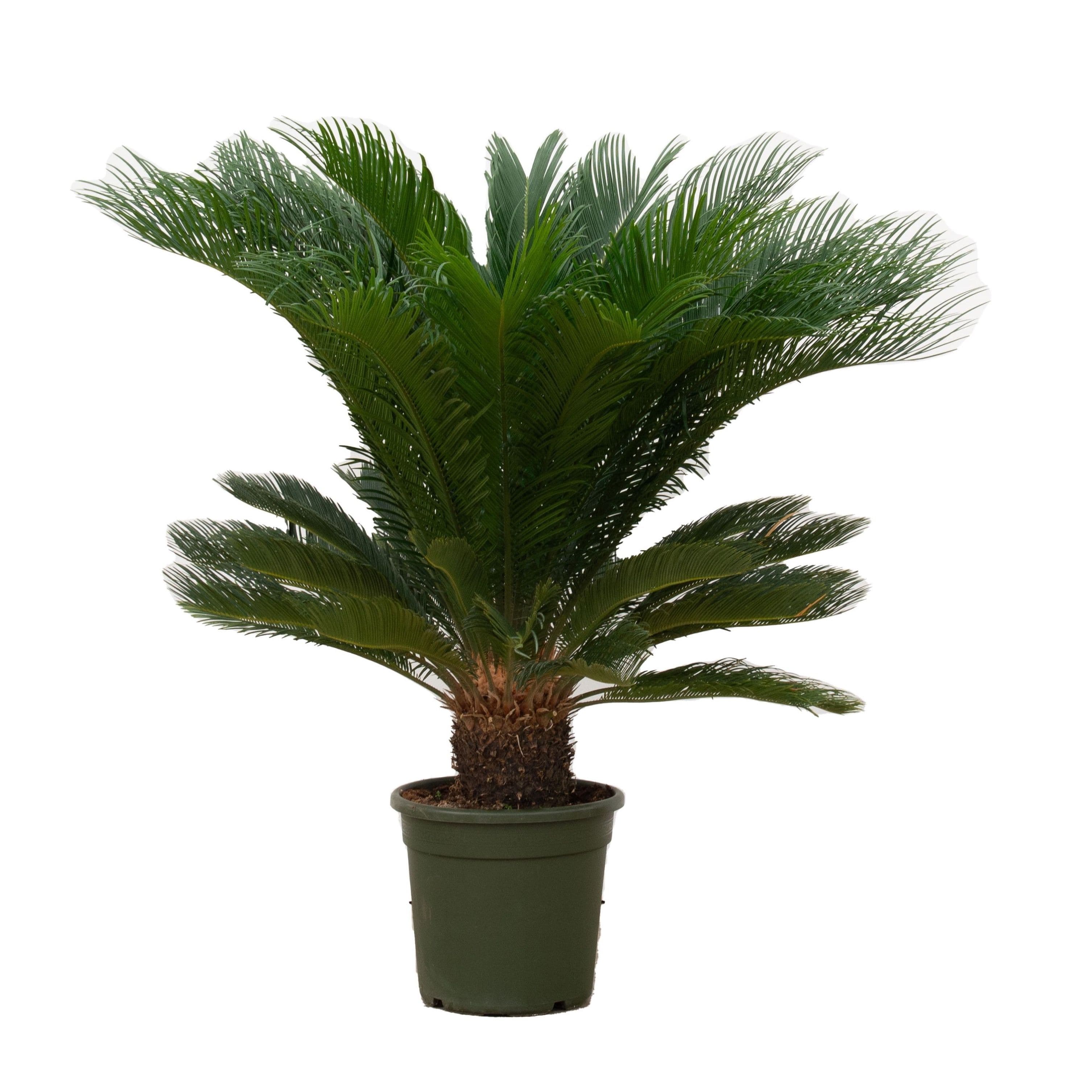Cycas Revoluta - 110cm