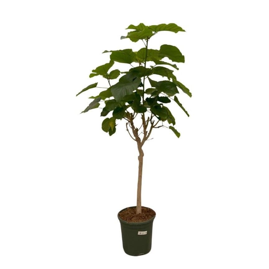 Ficus Umbellata op stam - 180cm