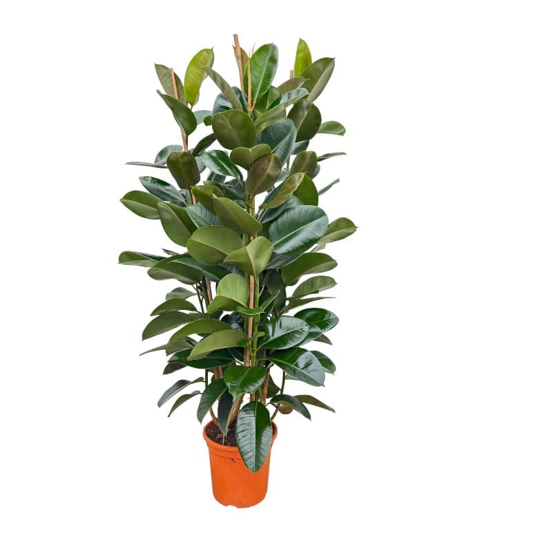 Ficus Elastica 'Robusta' toef - 140cm - 3PP