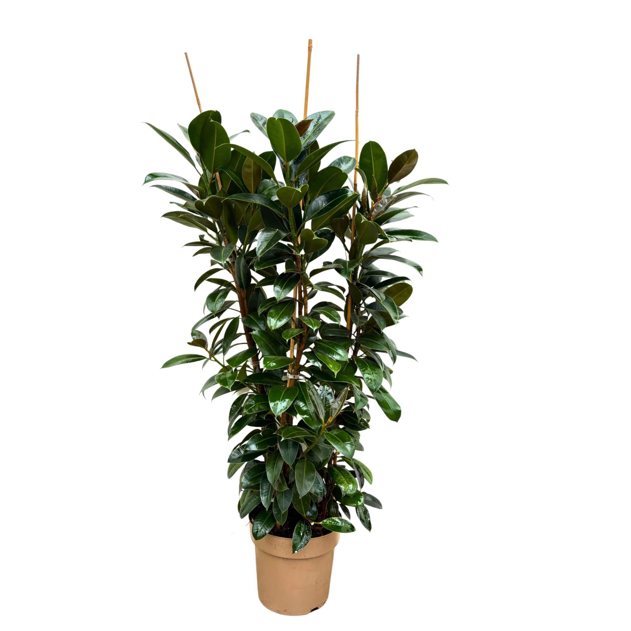 Ficus 'Melany' - 140cm - 3PP