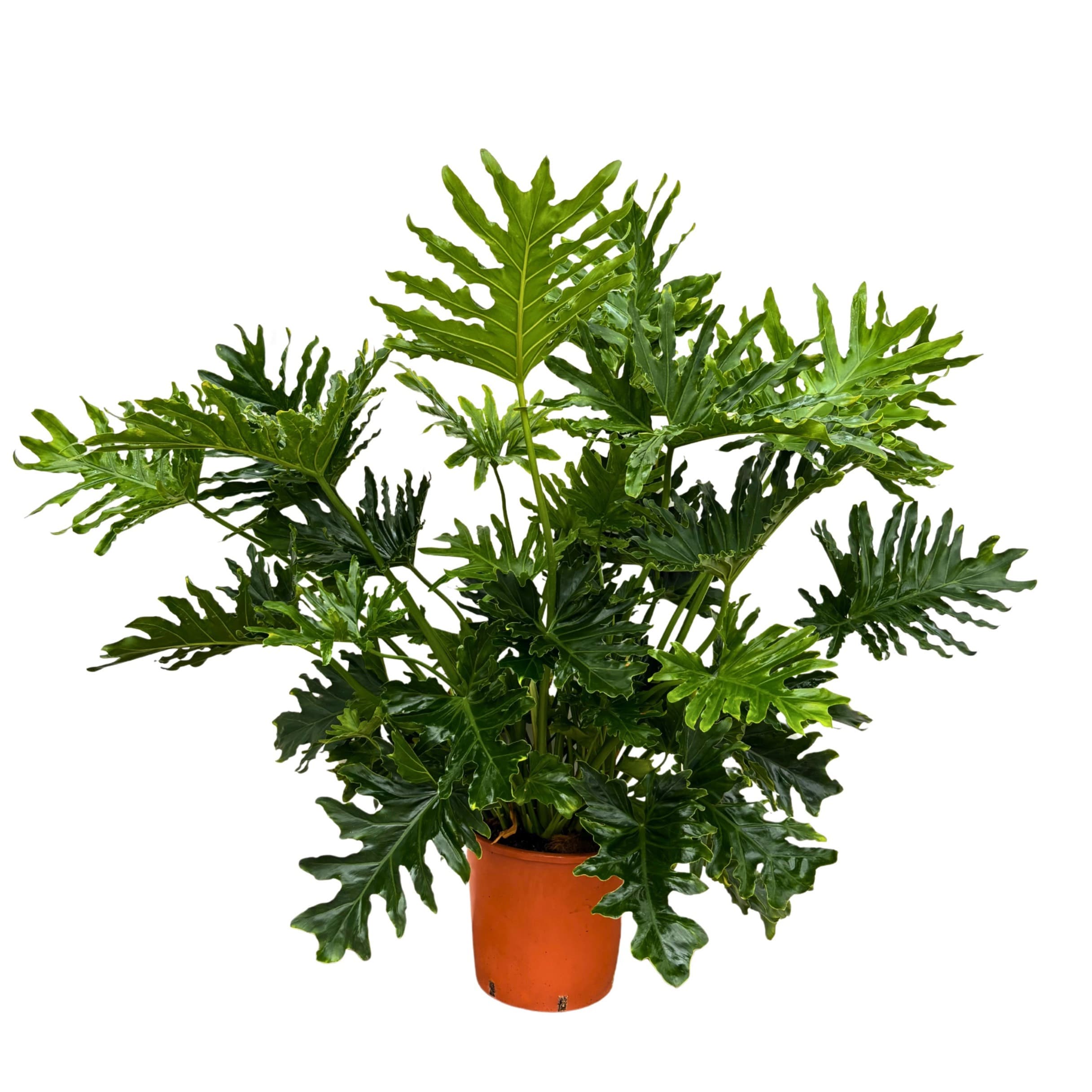 Philodendron Selloum - 100cm