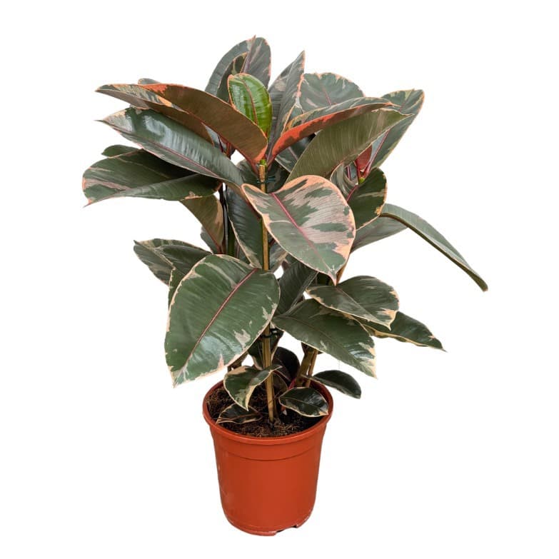 Ficus Elastica 'Belize' toef - 80cm - 3PP