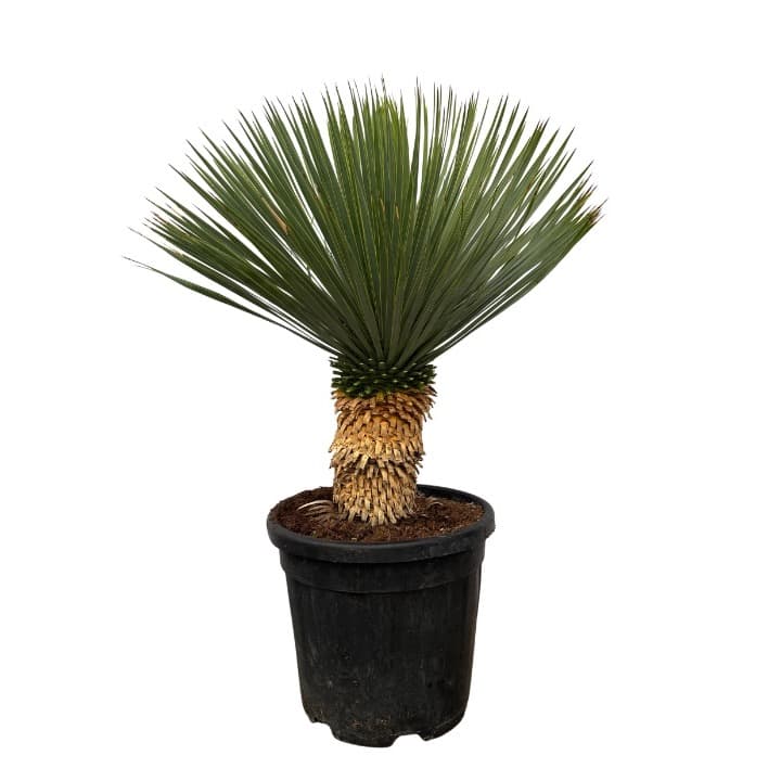 Yucca Rostrata - 85cm