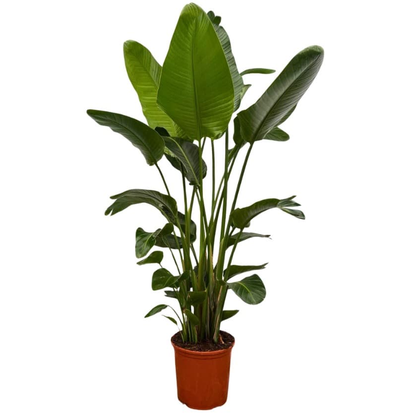 Strelitzia Nicolai 6-stek - 200cm