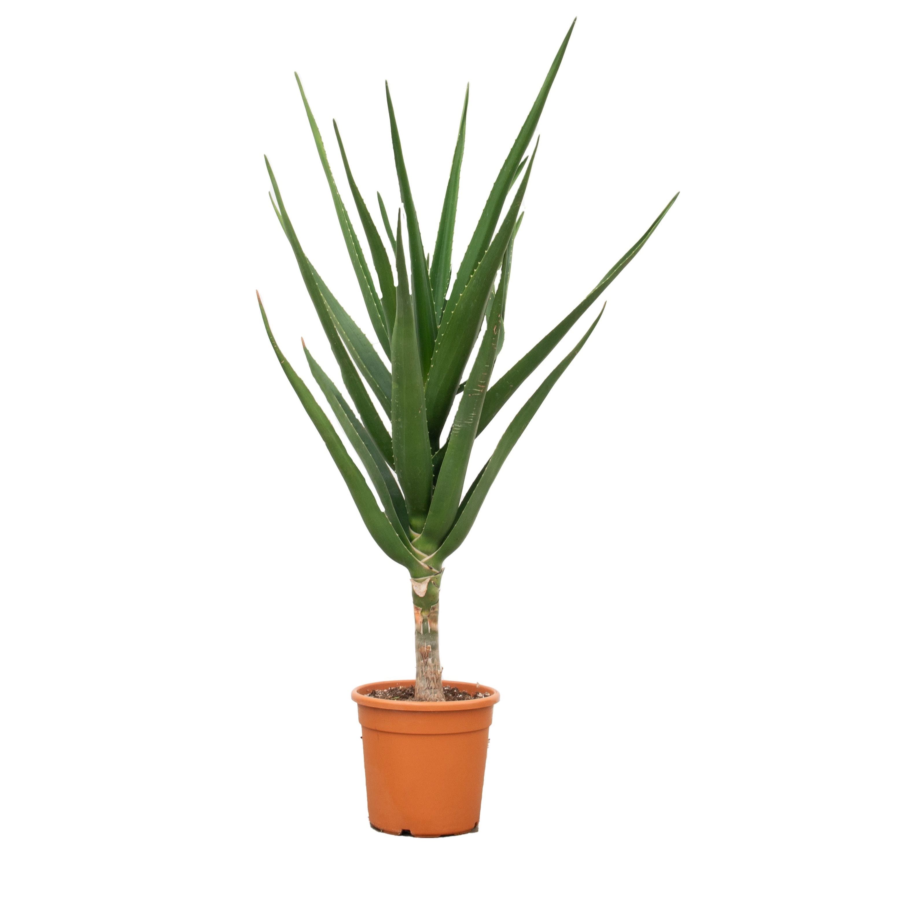 Aloe Barberae - 160cm