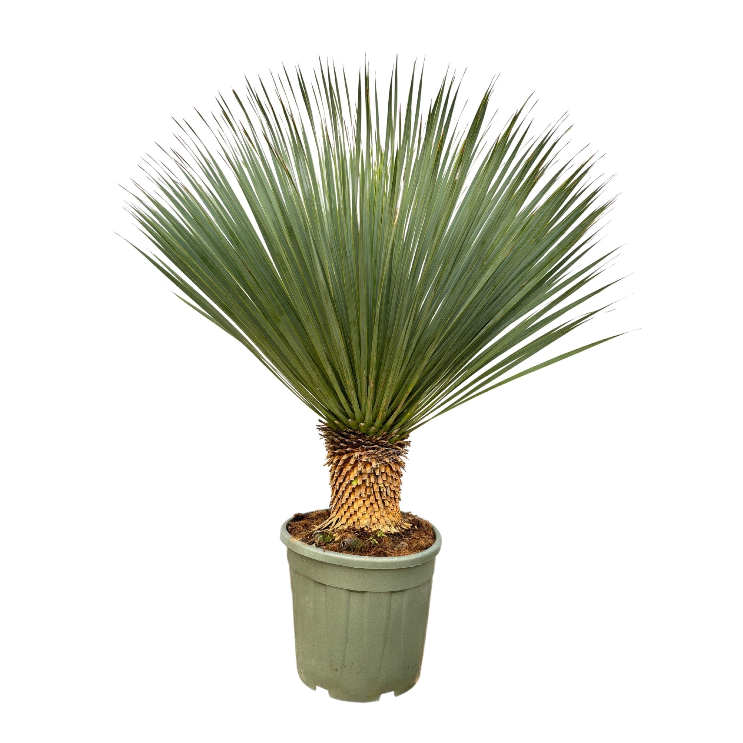 Yucca Rostrata - 110cm