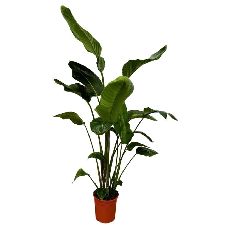 Strelitzia Nicolai