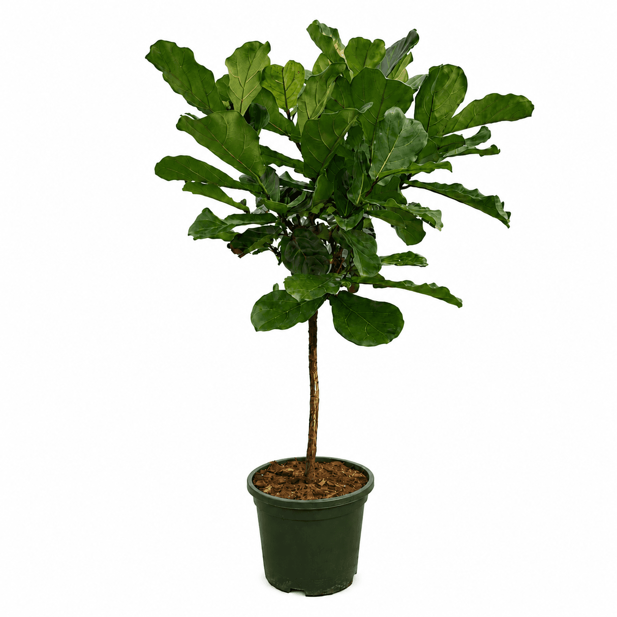 Ficus Lyrata Boom - 200cm
