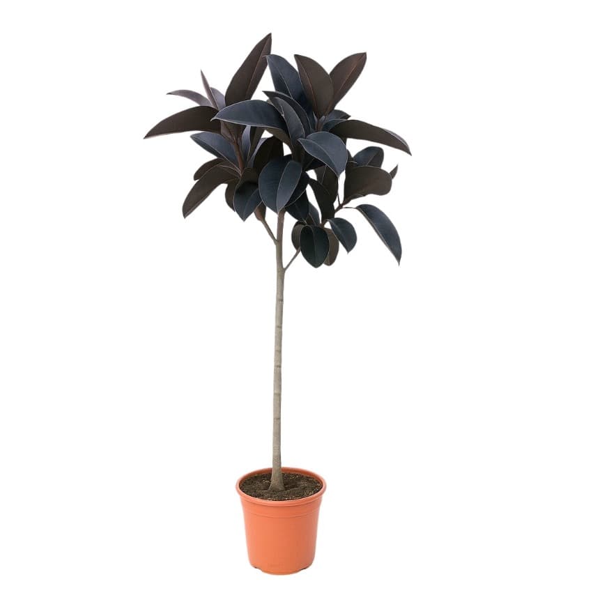 Ficus Elastica 'Abidjan' - 140cm