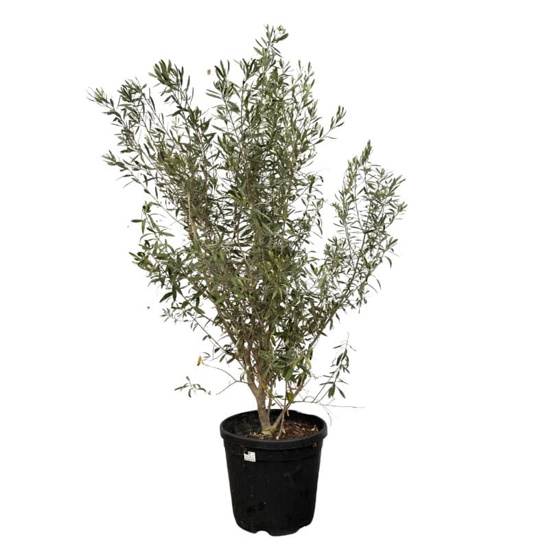 Olea Europaea Bush - 170cm
