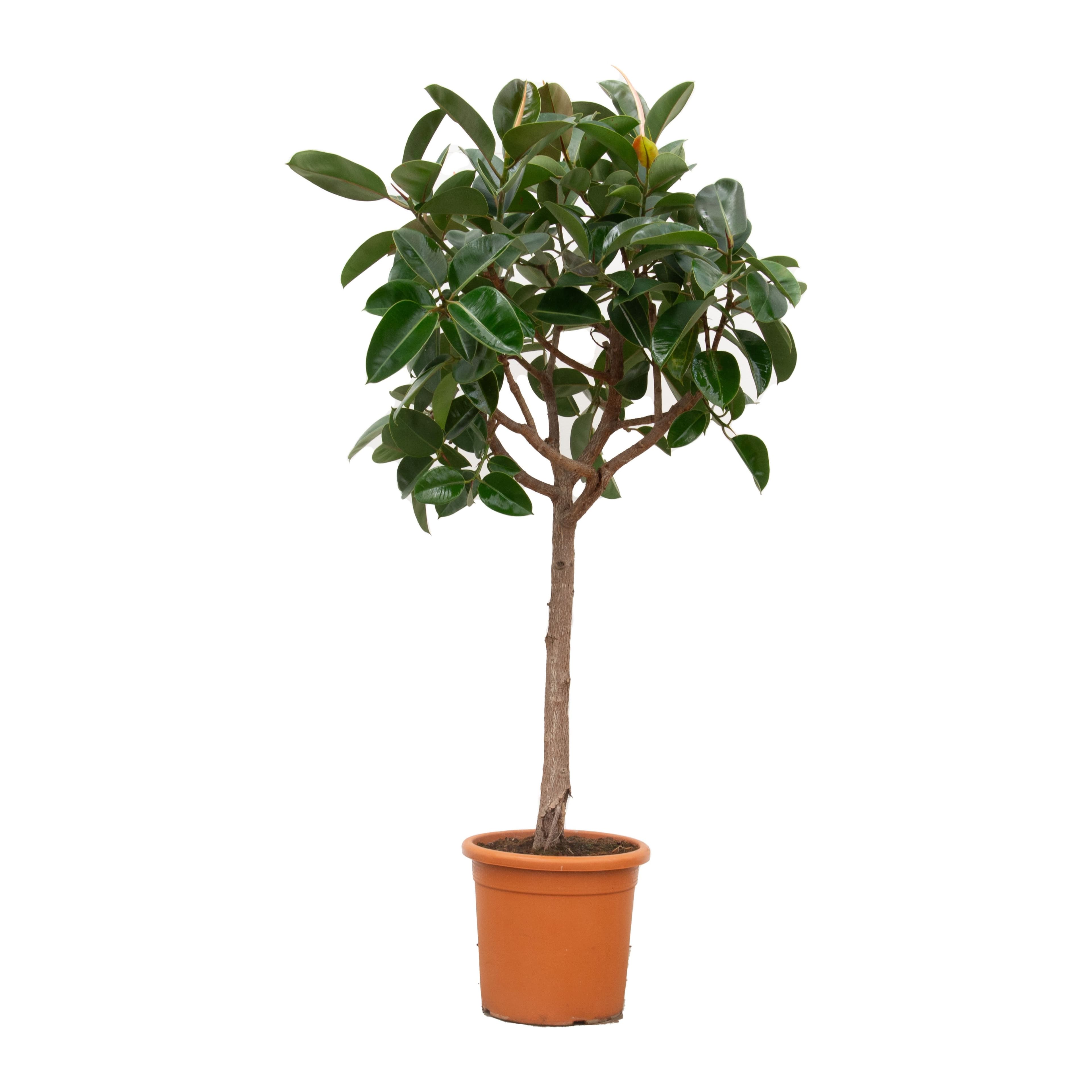 Ficus Elastica Robusta - 180cm