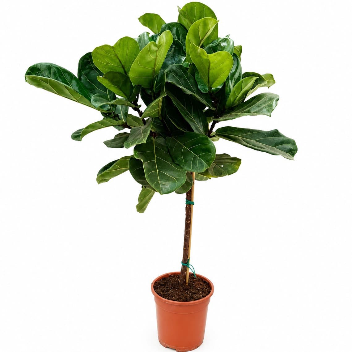 Ficus Lyrata stem - 100cm