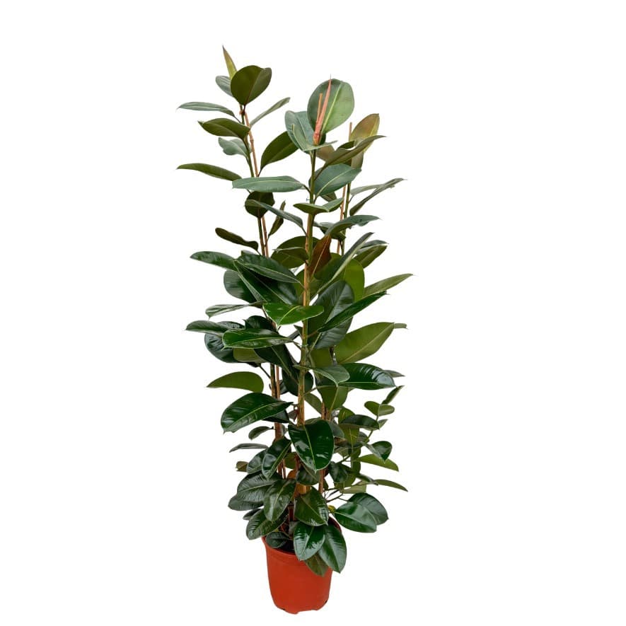 Ficus Elastica Robusta toef - 200cm - 3PP