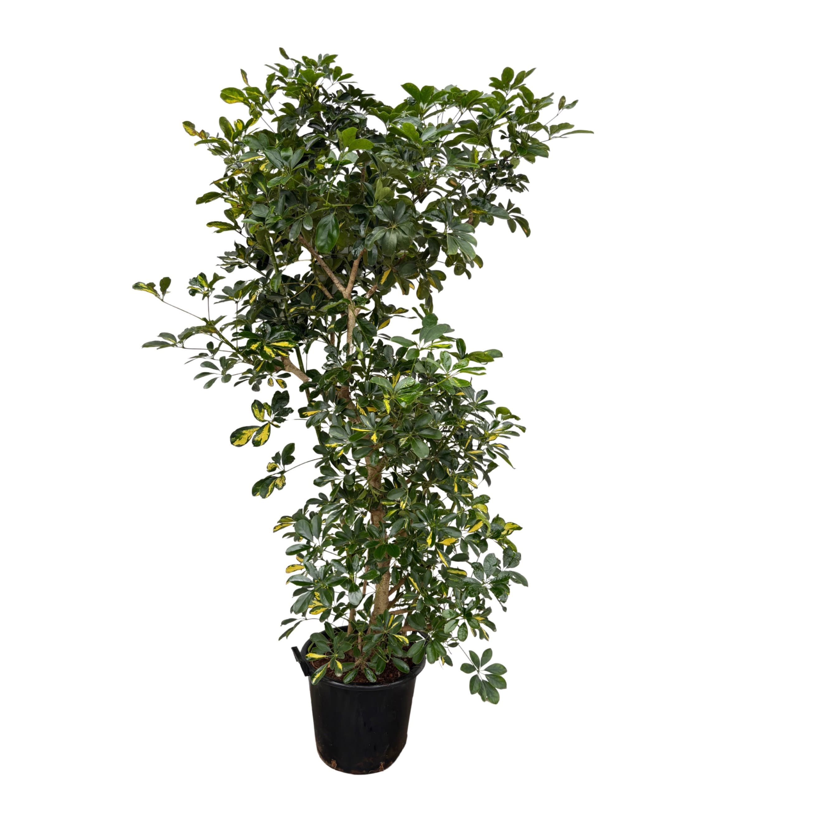 Schefflera Arboricola 'Gold Capella' - 225cm