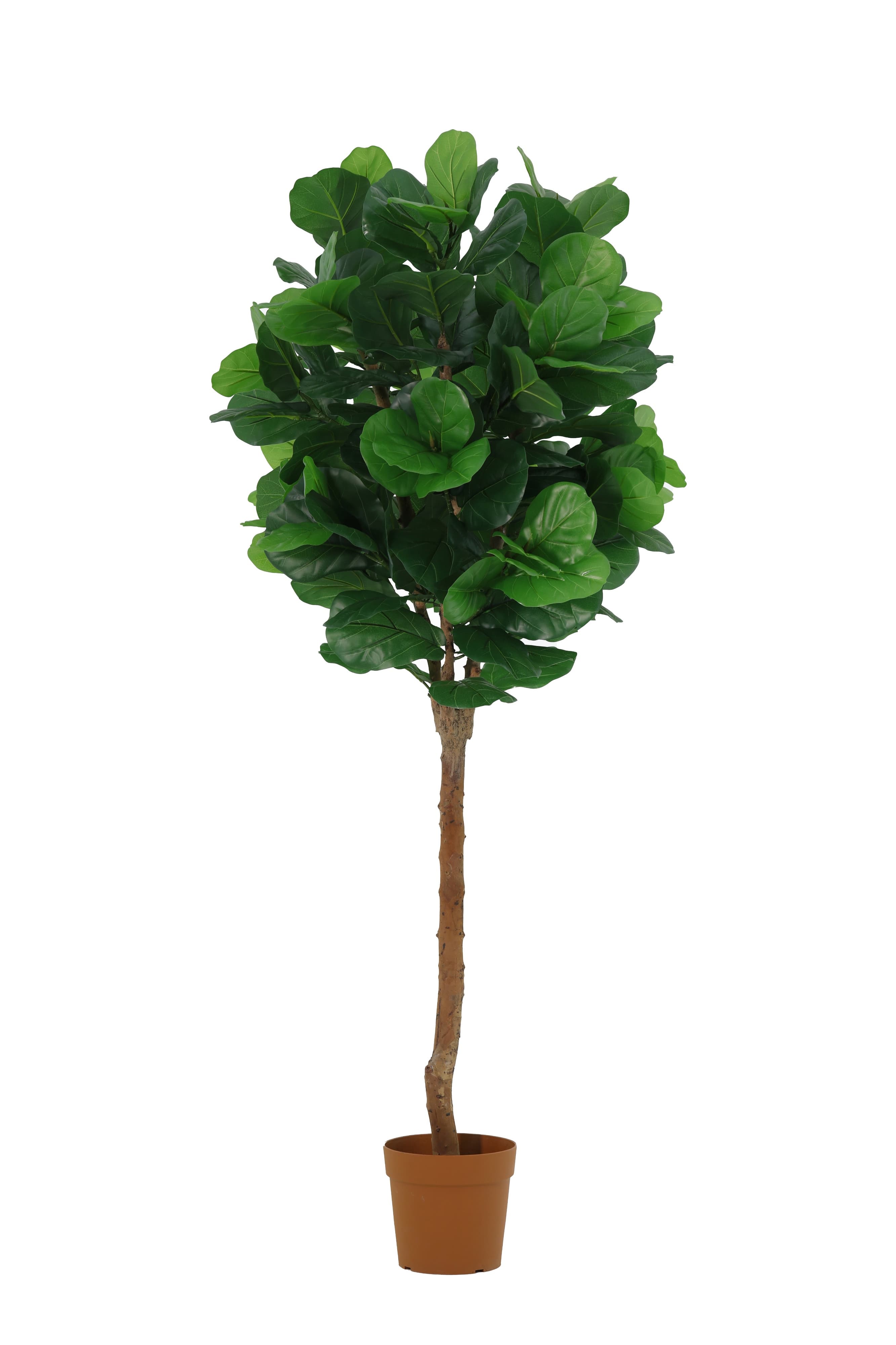 ARTIFICIAL Ficus Lyrata tree - 180cm (REAL WOOD)