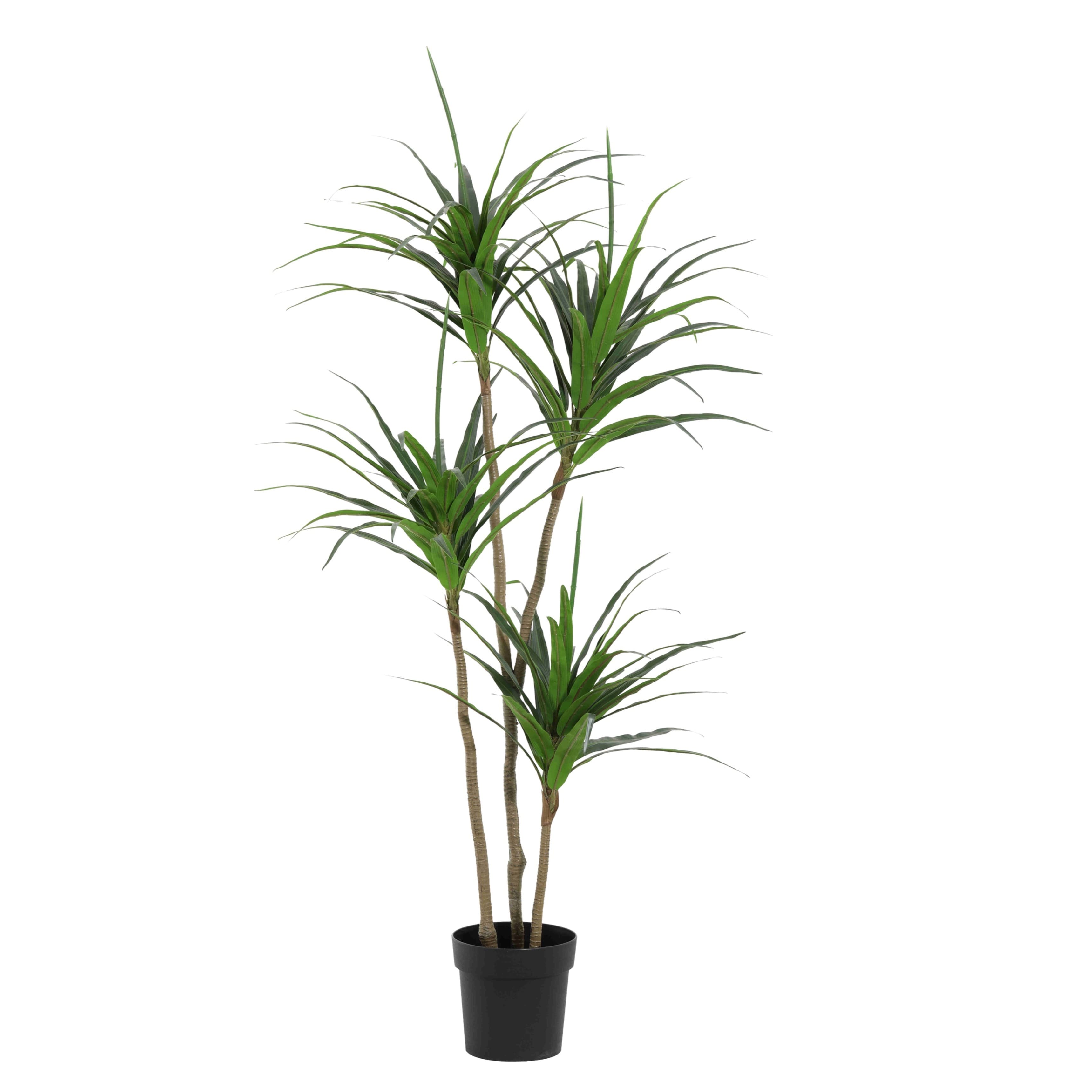 ARTIFICIAL Dracaena - 165cm