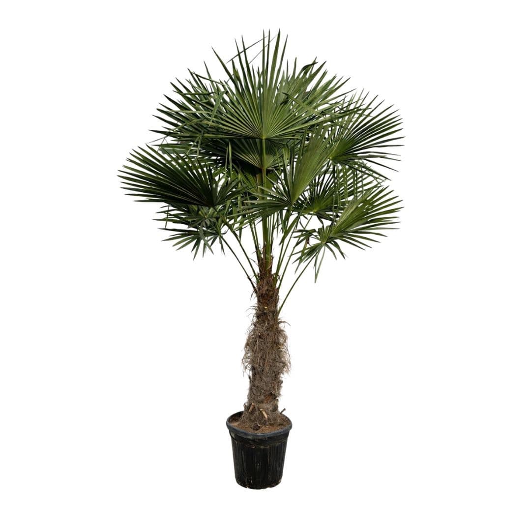 Trachycarpus Fortunei - 300cm