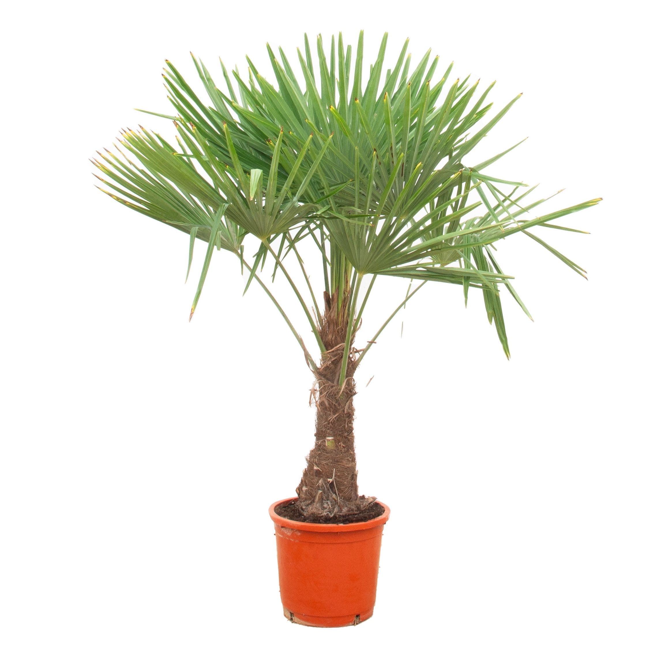 Trachycarpus Fortunei - 160cm