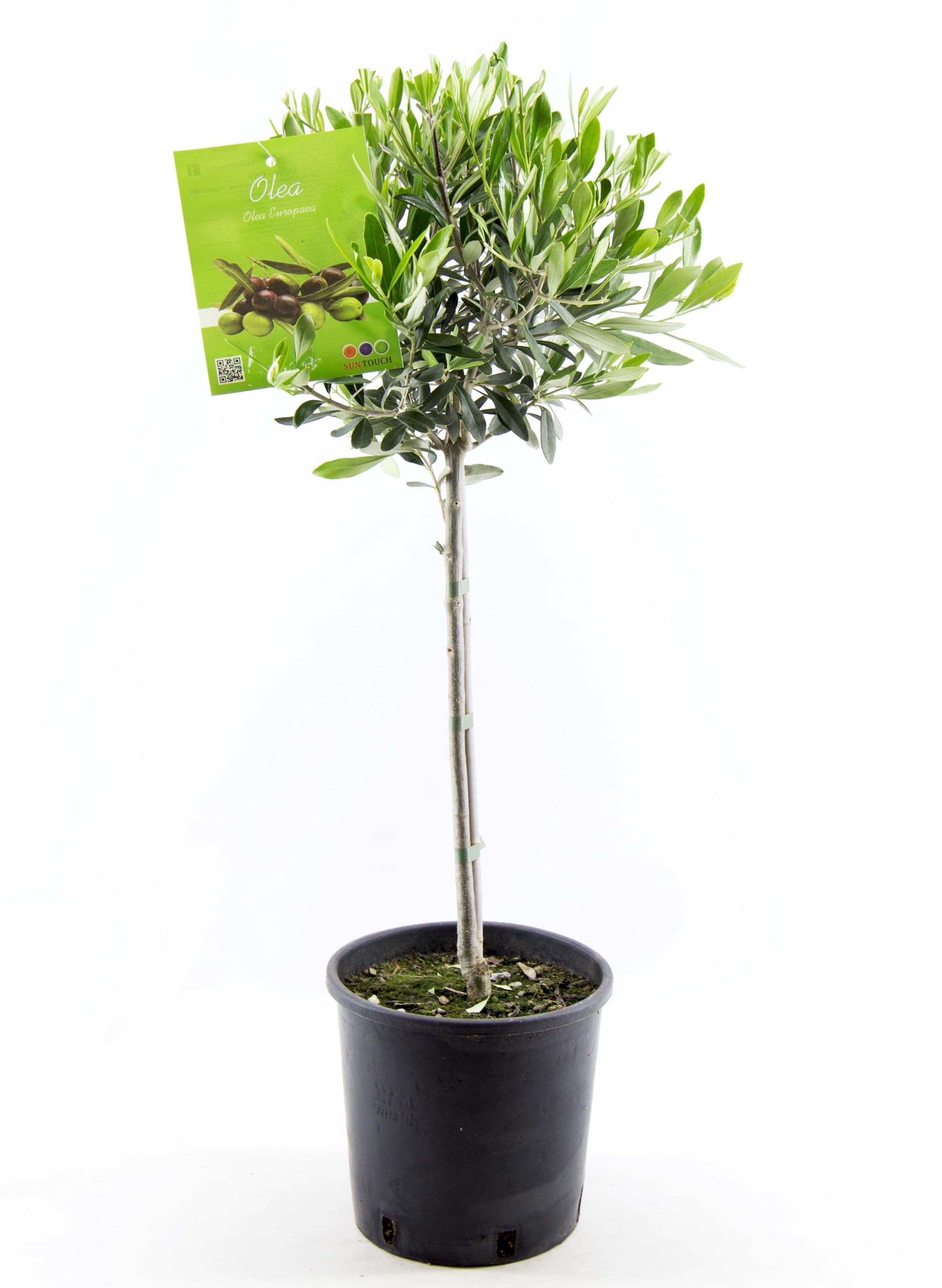 Olea Europaea stem - 80cm