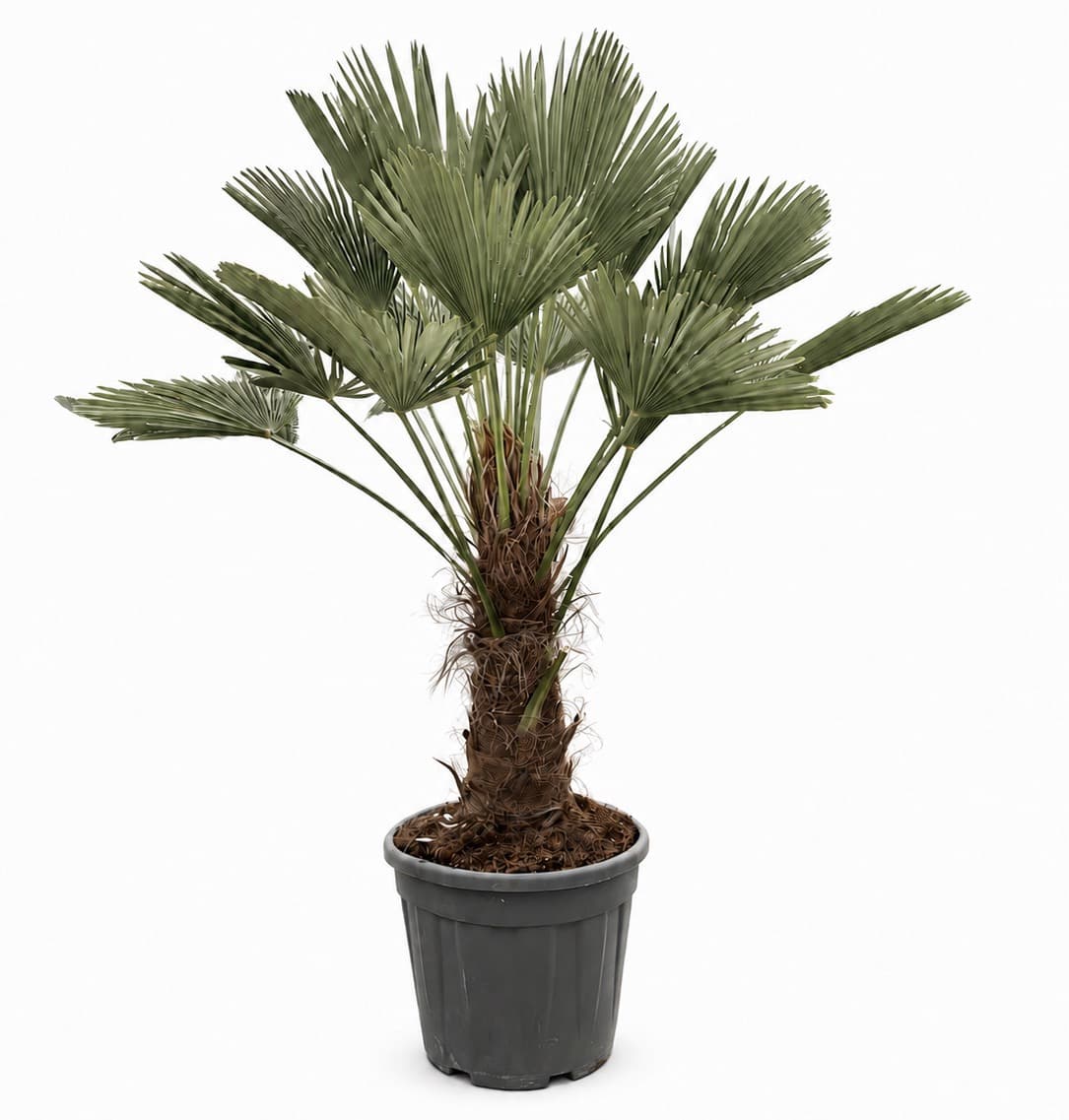 Trachycarpus Wagnerianus - 140cm