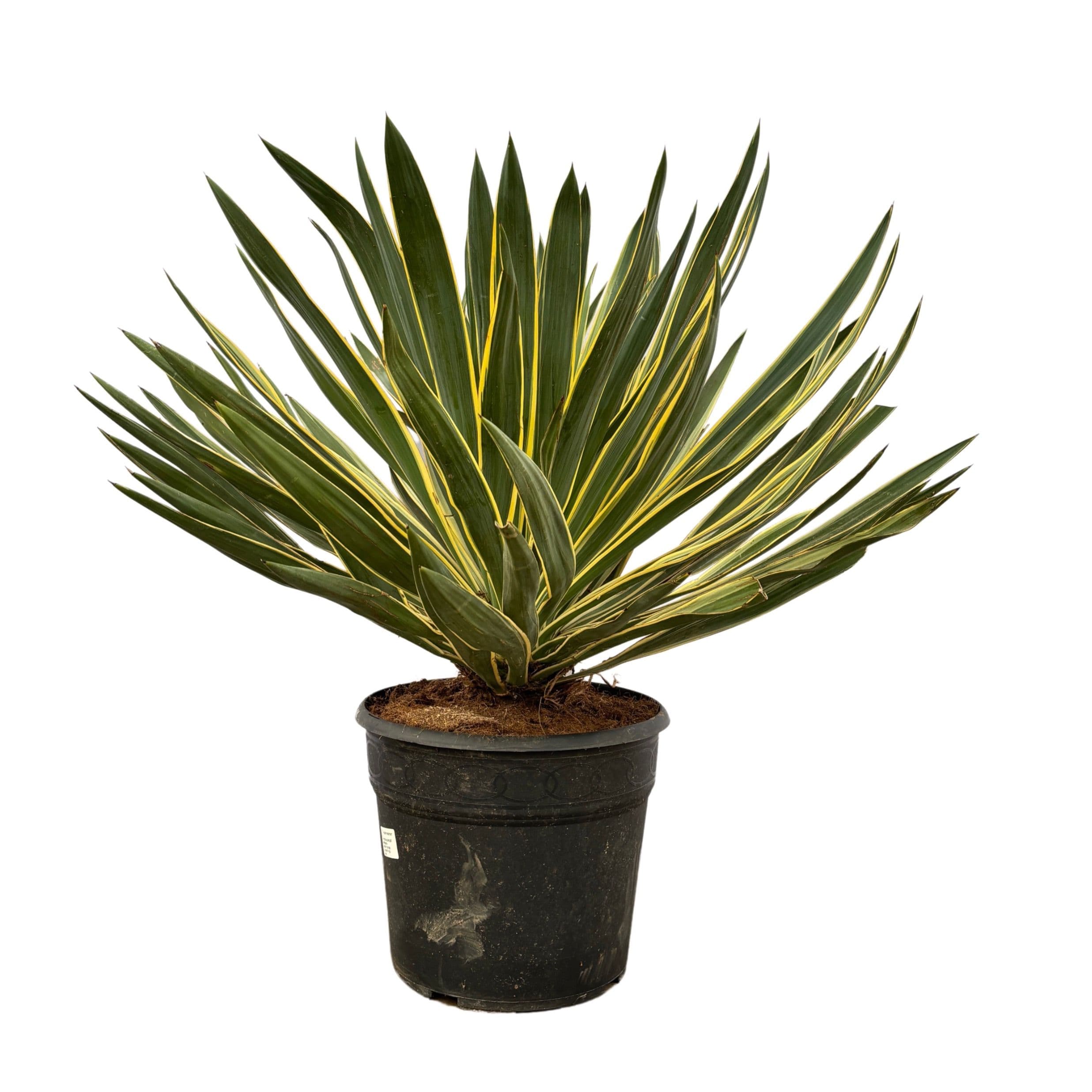 Yucca Gloriosa 'Variegata'