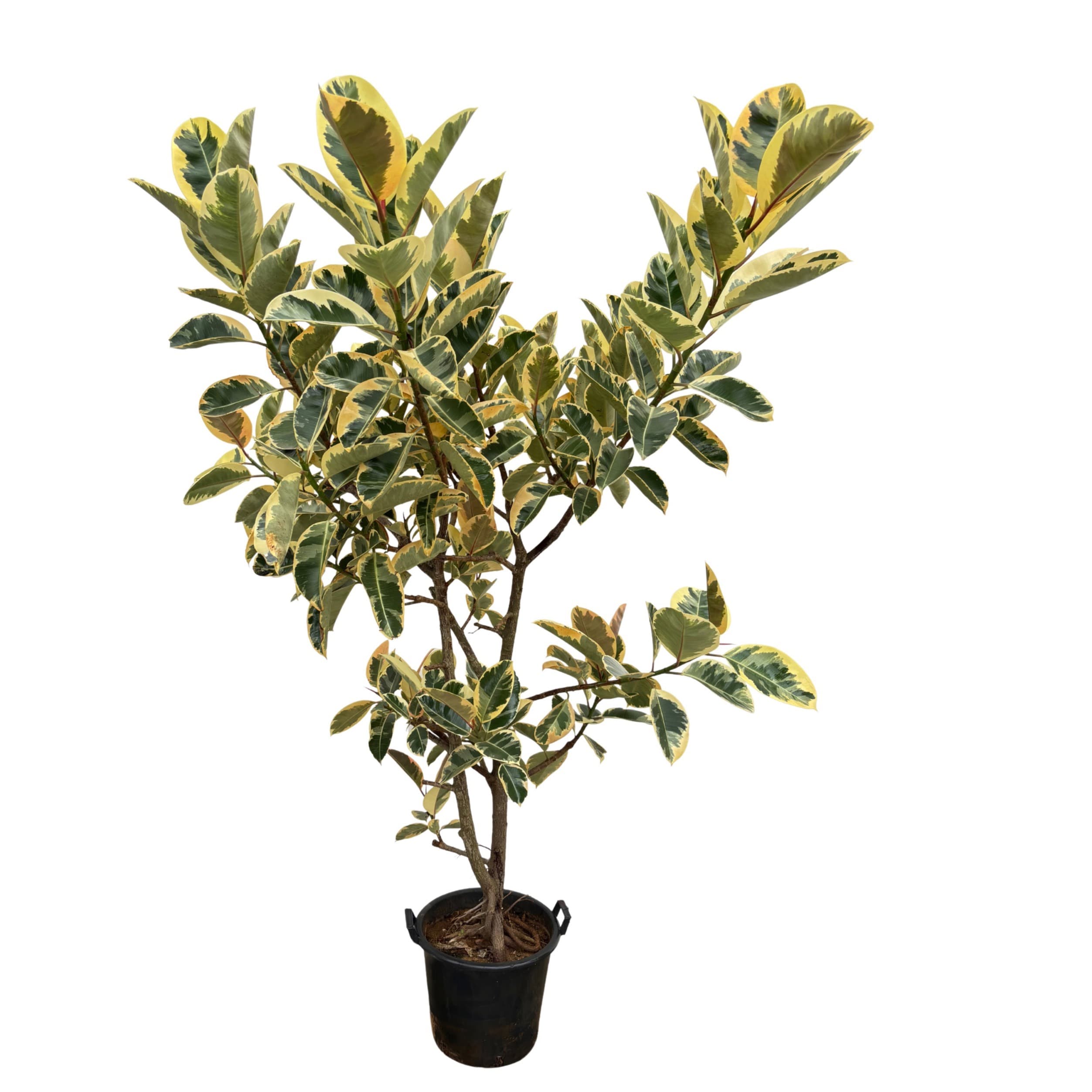 Ficus elastica 'Tineke' - 225cm