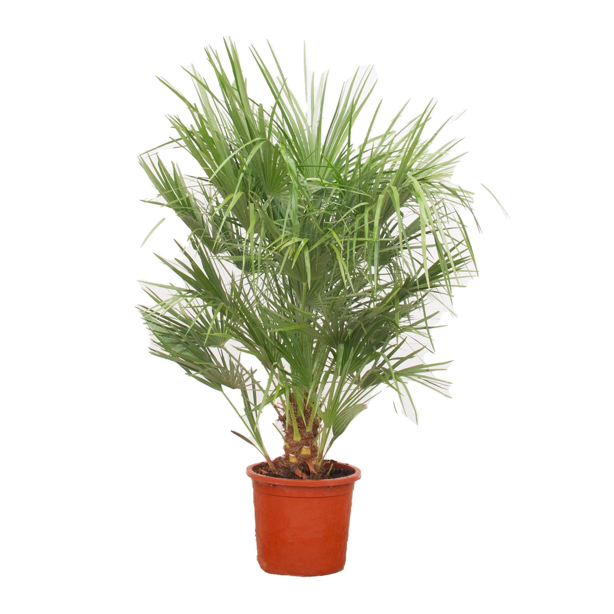 Chamaerops Humilis - 170cm