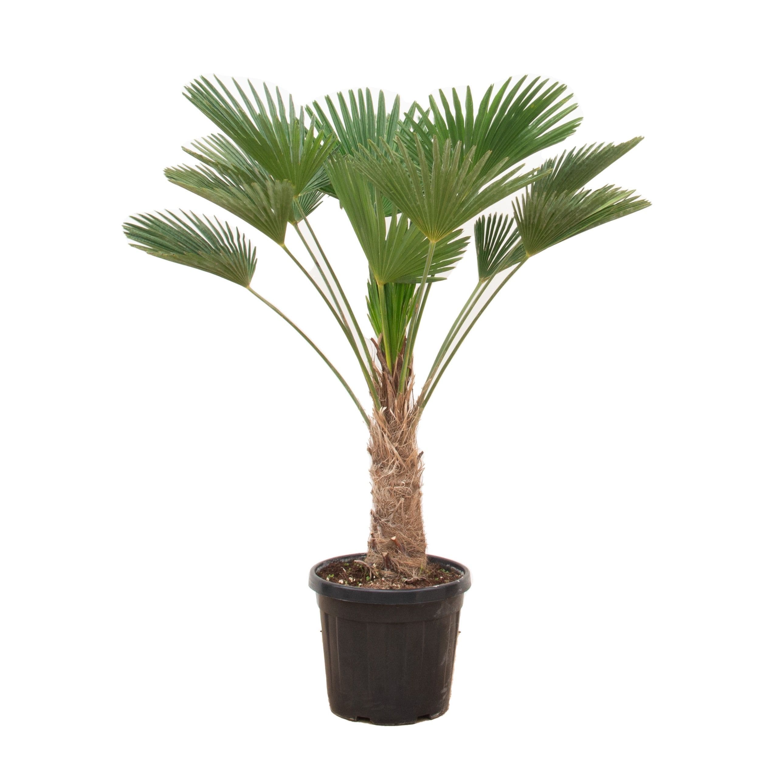Trachycarpus Wagnerianus - 120cm