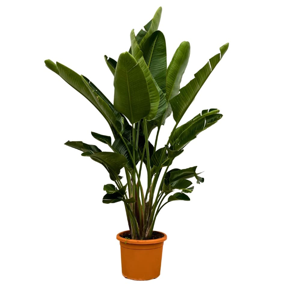 Strelitzia Nicolai