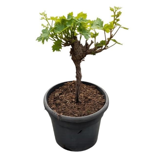 Vitis Vinifera - 60cm
