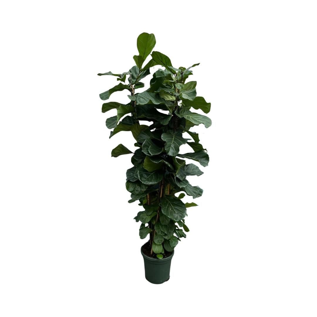 Ficus Lyrata toef - 220cm - 3PP