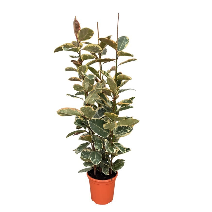 Ficus elastica 'Tineke' toef - 180cm - 3PP