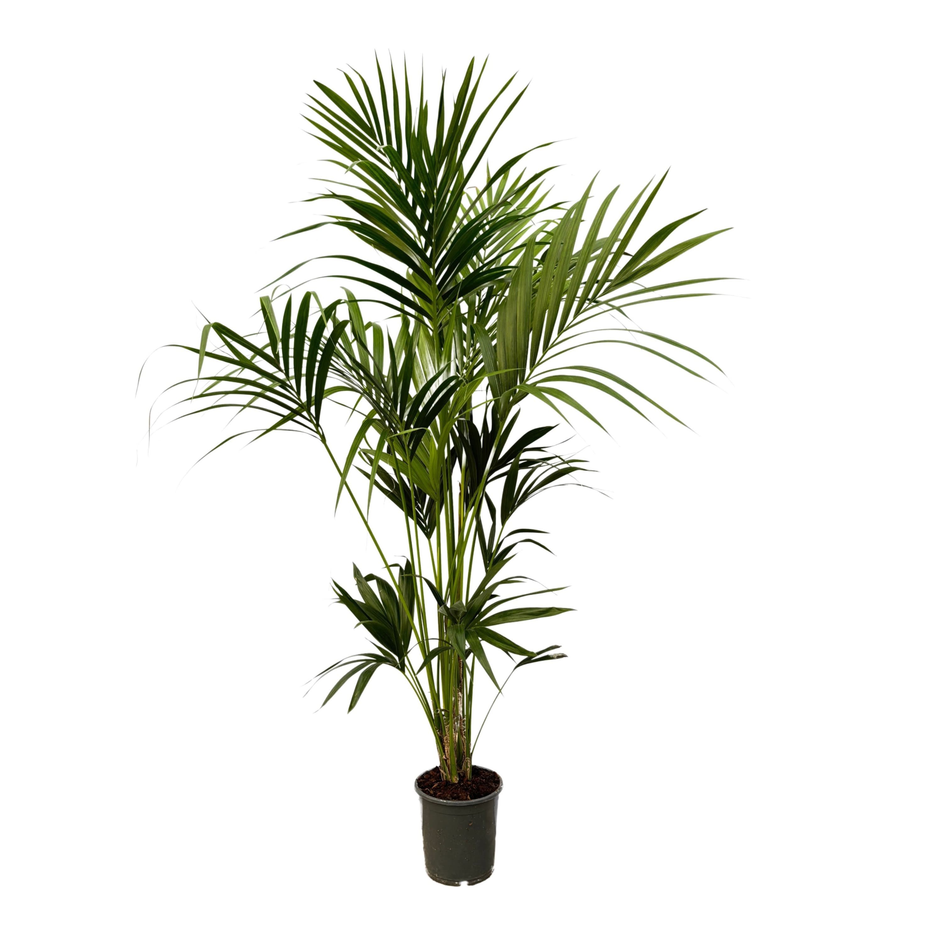 Howea Forsteriana - 180cm