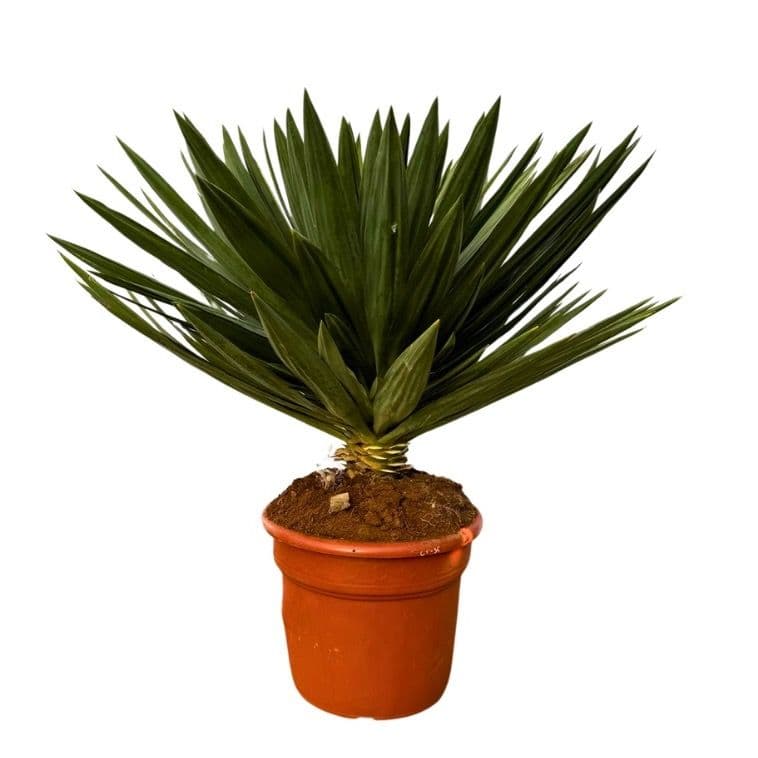 Yucca Gloriosa 'Lone Star' - 120cm